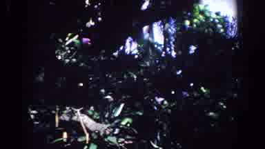 Florida (1958): A Massive Vegetation Area In The City