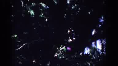 Florida (1958): The View Up At Colorful Sunlight Shining Through Branches Of A