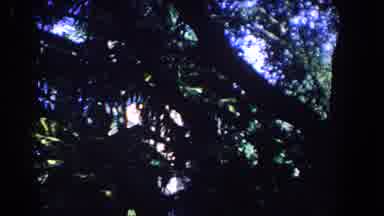Florida (1958): Footage Of Daytime Foliage And Sky In The Background And Many