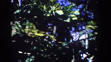 Florida (1958): There Is A Wonderful Forest At Morning With Colorful Trees And