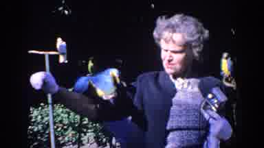 Florida (1958): Elderly Lady Holds Blue And Gold Macaw On Her Arm At Animal Park