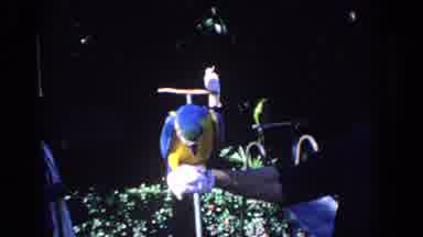 Florida (1958): Colorful Parrot Being Playful Among People While Being Filmed