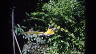 Florida (1958): Hanging Pulley Returns An Injured Colorful Parrot To His Cage