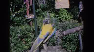 Florida (1958): Colorful Macaw Parrot Slowly Crawls Along Clothesline Upside Down