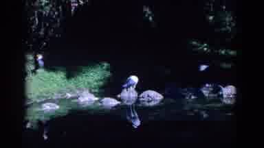 Florida (1958): Some Birds Are Grooming Themselves Around A Lake And On Shore