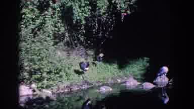 Florida (1958): Ducks Laze On Rocks Surrounding Pond On Beautiful Sunny Day