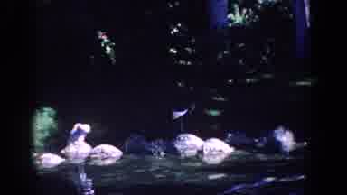 Florida (1958): Waterfowl Sit On Rocks At The Edge Of A Body Of Water Followed By