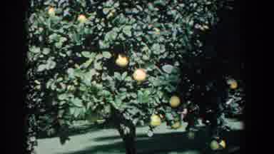 Florida (1958): Woman Wearing Blue Dress Looks At Orange Citrus Fruit Tree On A