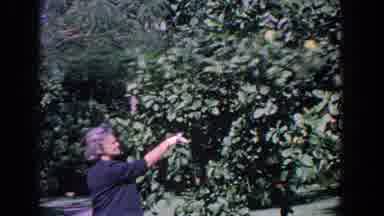 Florida (1958): Elderly Woman Wearing Blue Tending To A Large Tree And Looking At