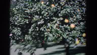 Florida (1958): Beautiful Summer Day In The Countryside Of Tuscany Collecting
