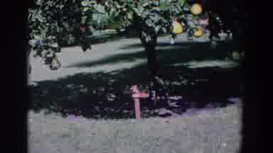 Florida (1958): Vintage Footage Of Lawn With Fruit Tree And Mailbox Then Flagpole