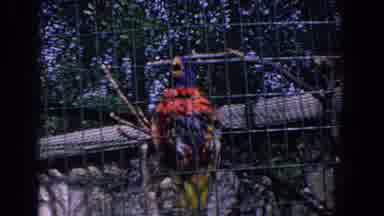 Florida (1958): Red Macaw Bird Climbs Down Wire Cage On A Bright Sunny Day