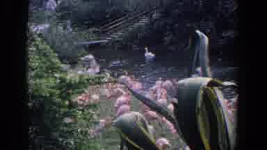 Florida (1958): Flamingos Swans And Ducks Swimming In A Lake In A Garden With Many