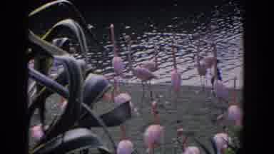 Florida (1958): Flamingos Gracefully Strolling The Waters Edge In A Group By The