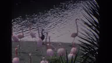 Florida (1958): Skinny Flamingos And Water Rowel On The Edge Of A Small Pond