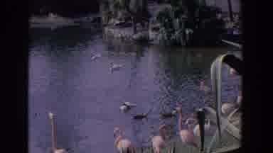 Florida (1958): Vintage Footage Of Ducks And Flamingos In A Serene Tropical