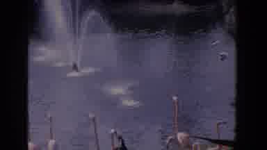 Florida (1958): Fountain In Animal Enclosure With Flamingos And Other Birds