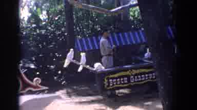 Florida (1958): Four Parrots Waiting On Perch Owner Looking Away