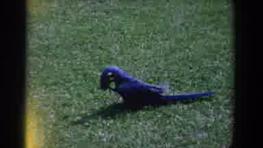 Florida (1958): Parrot Eating A Bug On The Grass Followed By Unidentifiable