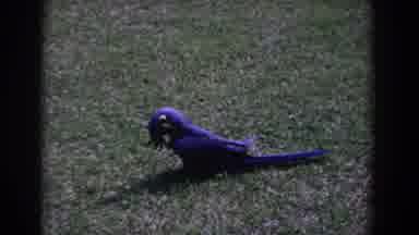 Florida (1958): Stoic Bluebottle Standing Alone In The Distance A Flock Of Pretty