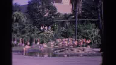 Florida (1958): Dozens Of Pink South American Flamingo Standing Tall Near