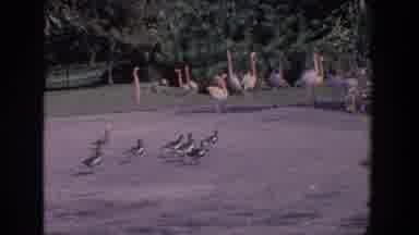 Florida (1958): Nature Nurtures Flamingo Ducks And Geese Flocking In A Park B