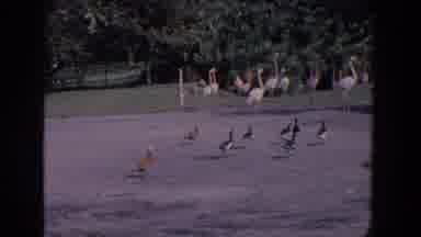 Florida (1958): Pink Flamingos Walk On The Grass Of A Beach While Other Birds Walk