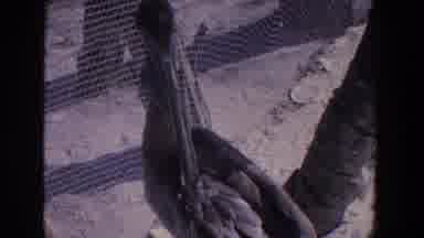 Florida (1958): Black Bird Biting His Feathers Black Bird Standing Looking Up