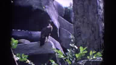 Florida (1958): Black Bird Stood Still On A Wooden Arch With A Tree And Nature And