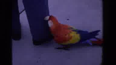 Florida (1958): Scarlet Macaw Walks On Pavement Around Back Of Person's Legs Rubs