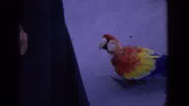 Florida (1958): Vintage Footage Parrot Near Someone's Foot And Duck Swimming In