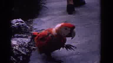 Florida (1958): Colorful Parrot Walk Around On The Sidewalk And Peck A Person's