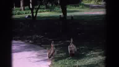 Florida (1958): Ducks Walk Through Park While White Peacock Jumps Off Bench To
