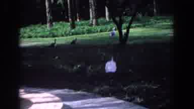 Florida (1958): Two Birds On A Tree And Geese Walking Freely In A Park