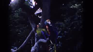 Florida (1958): These Beautiful Colorful Birds Sitting High Up In The Trees