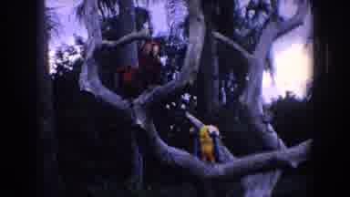 Florida (1958): Parrots In A Tree