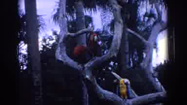 Florida (1958): Big Building With Smoke Billowing Out And A Decorative Tree With
