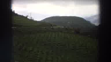 Italy (1958): Agriculture Nestled In Great Great Green Rolling Hills Surrounded By
