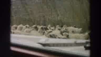 Italy (1958): A Man Herding A Flock Of Sheep Across A Road