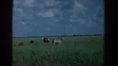 South Carolina (1958): Animals On A Open Field