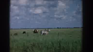 South Carolina (1958): Old Film Showing Donkeys And Other Animals Grazing In A