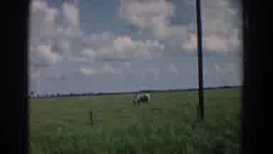 South Carolina (1958): Scenes Of Cows In Pasture Grazing On Sunny Day Blue Sky