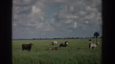 South Carolina (1958): Brown Still Cows Barely Moving Enjoying A Nice Sunny Day On