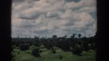 South Carolina (1958): Panoramic View Of An Orange Grove Scene On A Cloudy Day