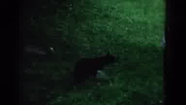 South Carolina (1958): May Bear Walking Towards A Man