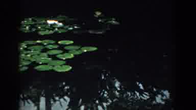 South Carolina (1958): View Of Green Lily Pads In Quiet Pond On A Clear Day