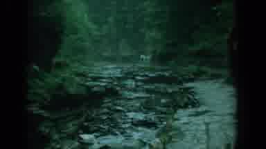 Yorktown Virginia (1958): A Small Creek Lined With Thick Trees Has Deeply Eroded