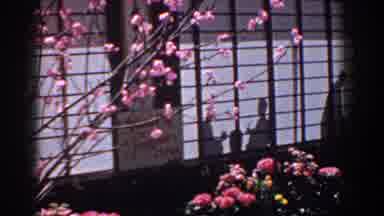 Yorktown Virginia (1958): Pink Flowers And Cherry Blossoms In The Garden Of A