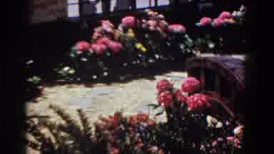 Yorktown Virginia (1958): In Full Bloom And Ready To Be Seen By All
