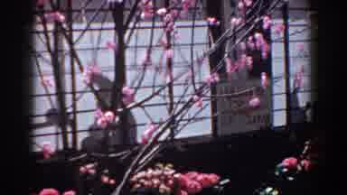Yorktown Virginia (1958): View Of Blooming Cherry Blossom Tree On A Clear Day